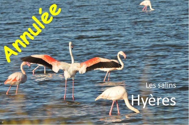 AR 21 france hyeres 1