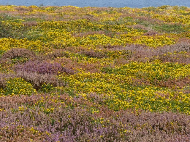 RE_09_Ouessant_lande.JPG