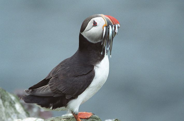 RE 14 Islande etape 5 01